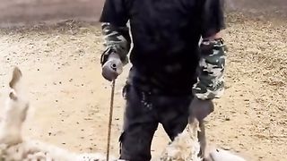 fastest shearing of sheep