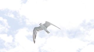 Eagle flying high