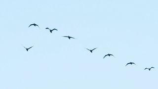 Birds fly during the day