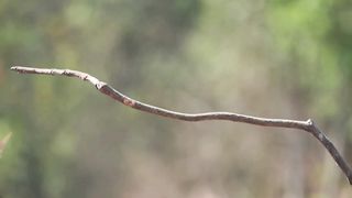 Beautiful little bird