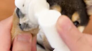 Hygiene and cleaning of puppies, a very happy day