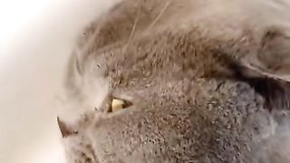 The disobedient cat is so cute