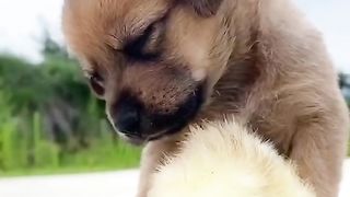 A Lonely Pair of Cute Treasures