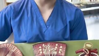 Kidney