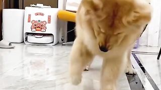 Haha golden retriever vs crayfish