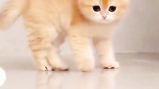 The cuteness of cats