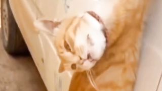 Funny cat 160