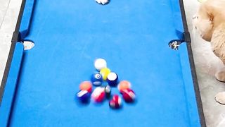 Super evil billiard cat