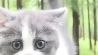 gentle and cute cat