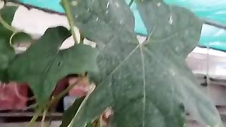 Home gardening 3