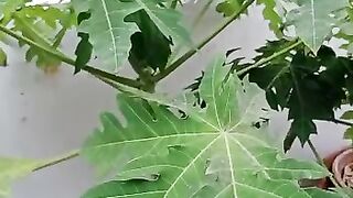 Home gardening 4