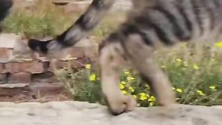 Funny animal videos|Cute animal videos |Funny cat videos|Hilarious pet videos|funny video