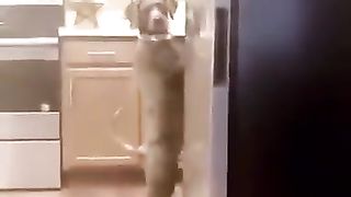 Skinwalker caught on camera