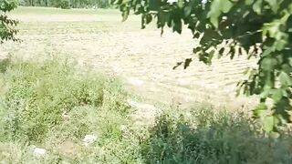Дарога