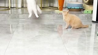 Look~ my cat is versatile