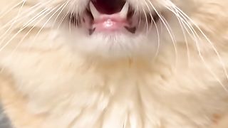 He was not allowed to enter the house last night, and he cried aggrievedly
