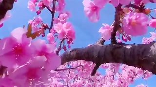 عبد_الرحمن_مسعد سورة_الفتح_[Video]_|_Amazing_nature_photos