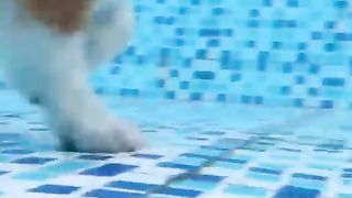 Little short legs are swimming gracefully