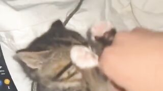 carefree kitty