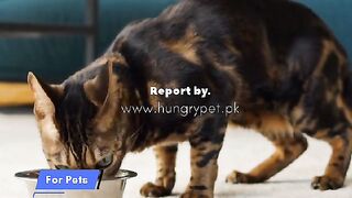 Why cat food is necessary for Cat Food ?