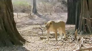 #wald life Amazon video