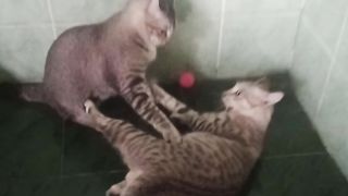 Kucing lucu....