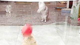 funny cats volleyball match