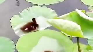Ducks playing in the pond