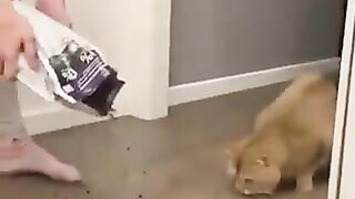 Cats don't like the amount of food they are fed.