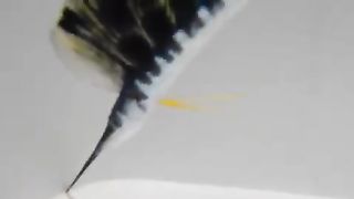 Rare footage of the Basho Marlin