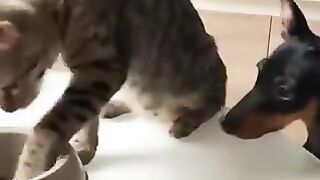 A cat that gave a dog a piece of food.