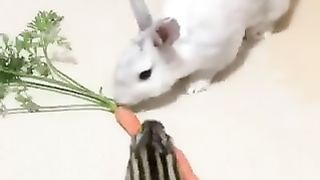 The rabbits ate only leaves.
