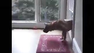 Cute video of a dog