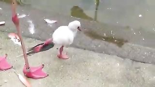Baby flamingos practicing standing on one leg