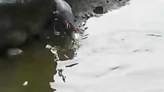 A smart bird that fishes with bread