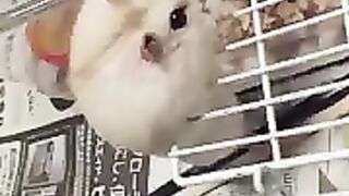 Hamsters mocking on their way back to the nest.