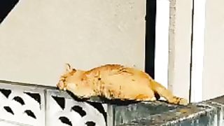 Cat that turned over and almost fell off