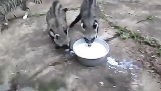 Animals that are not good at drinking milk.