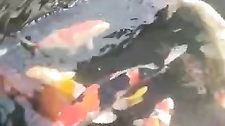 Koi fish