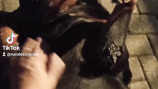 Scratch scratch