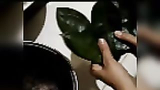 Traditional cancer medicine soursop leaves 2x a day - 100% cured(obat kanker tradisional