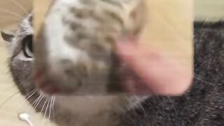 Kucing nya lucu tapi kasihan