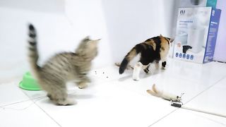 Kucing lucu ???? 3