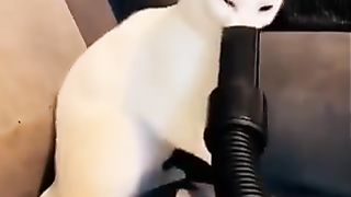 Funy cat 11