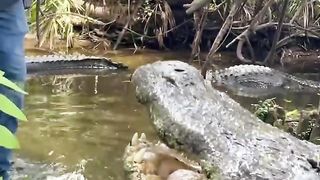 Buddy the Biggest Alligator at gatorland❗❗