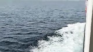 Island Cruise Boat