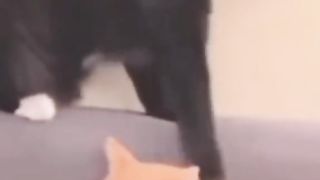 Random funny cats
