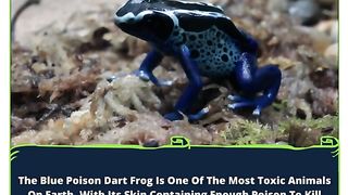 The Blue Poison Dart Frog: A Deadly Beauty