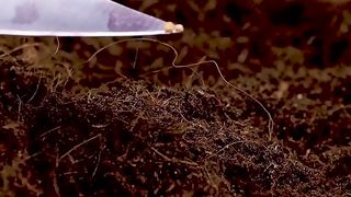 Inventive gardening hack that's so easy to repeat!