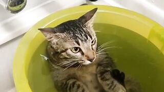 Stout cat. Bathing cat